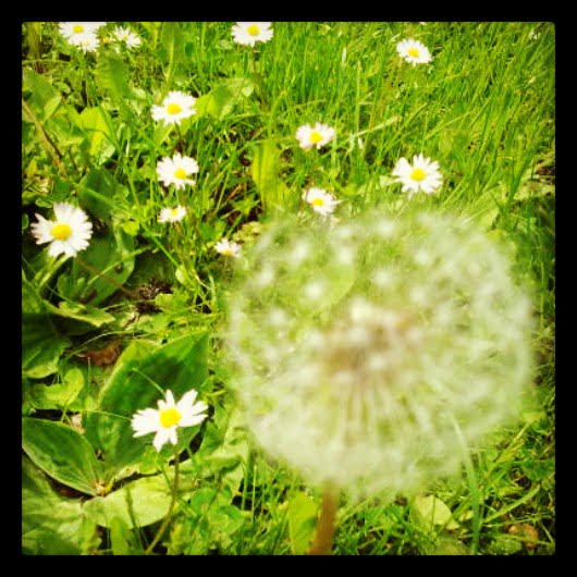 Pusteblume