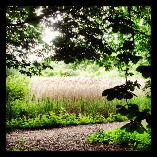 Lichtung im Wald