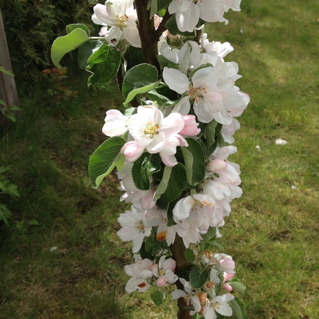 Apfelblüte
