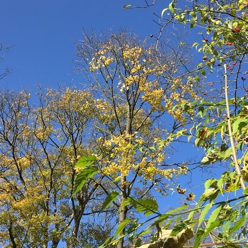 Gelbe Herbstblätter