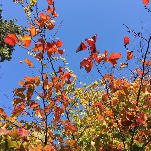 Rote Herbstblätter