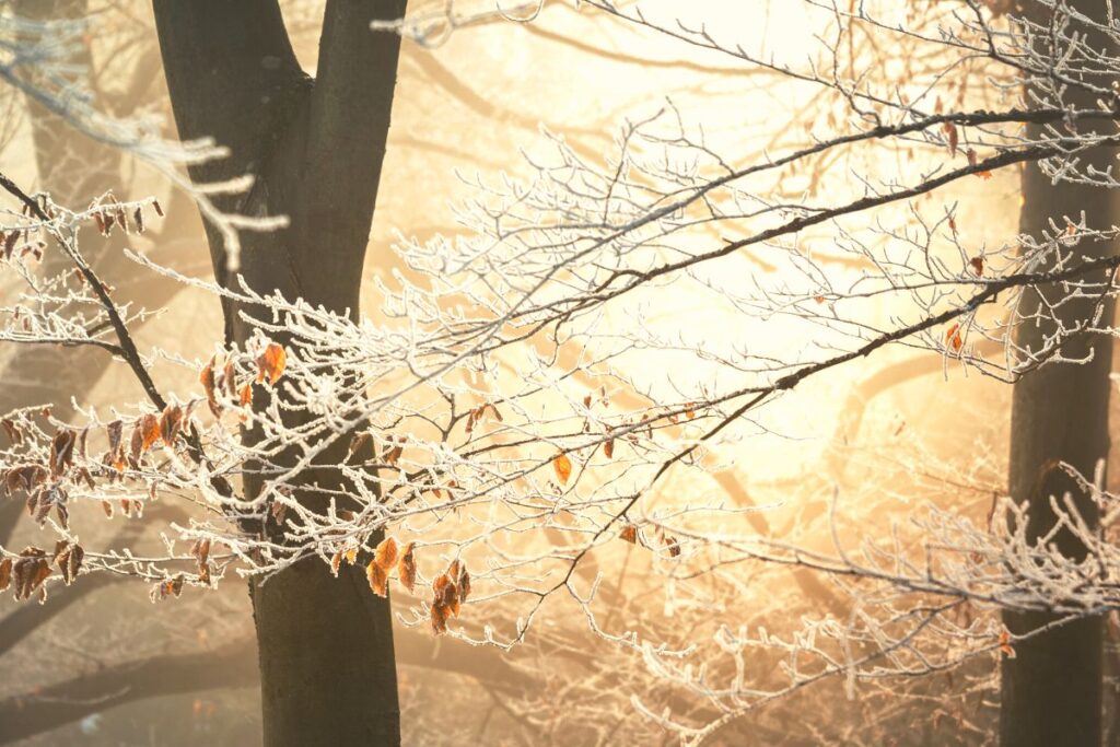 Winterlicher Wald mit Rauhreif